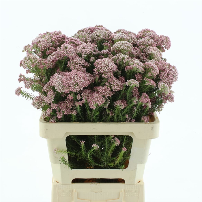 <h4>Ozoth Cooks Pink</h4>