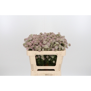 Astrantia Rosa Lee