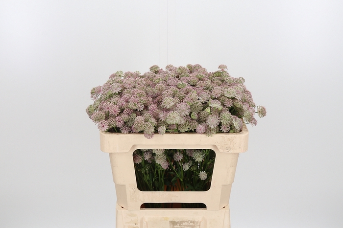 <h4>Astrantia Rosa Lee</h4>
