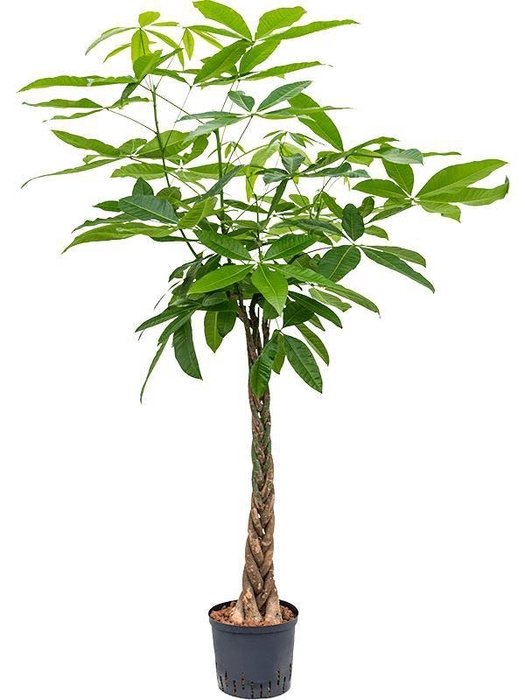 <h4>Pachira aquatica</h4>