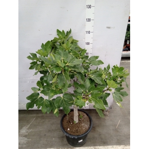 Ficus carica