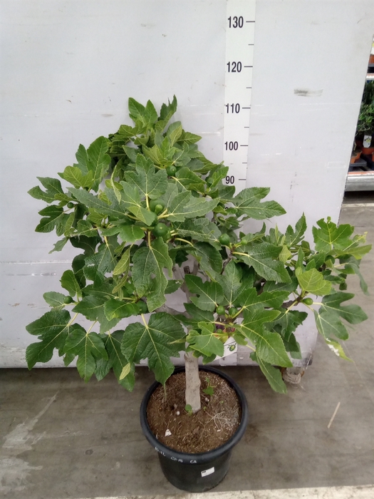 <h4>Ficus carica</h4>