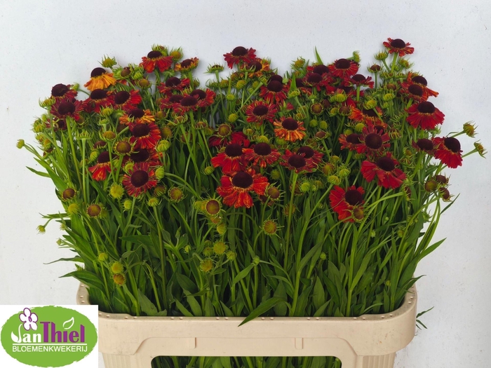 <h4>HELENIUM OVERIG RED</h4>