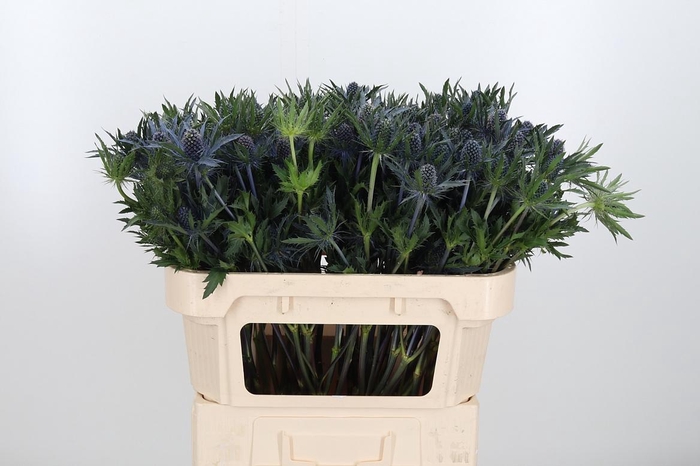 <h4>Eryn Planum</h4>