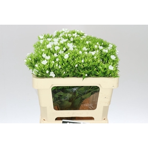 Phlox P Whitecap
