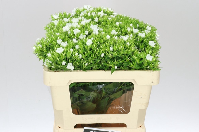 <h4>Phlox P Whitecap</h4>