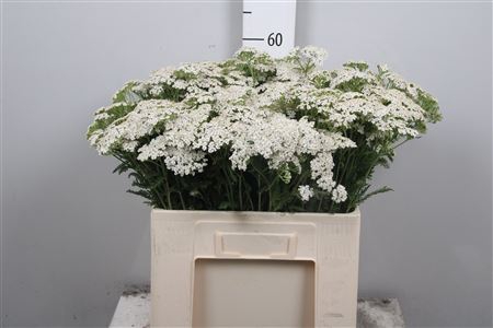 <h4>Achil M White Beauty</h4>