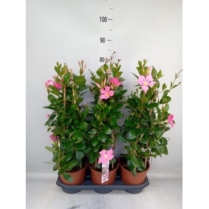 Mandevilla sand. 'Eagle Eye'