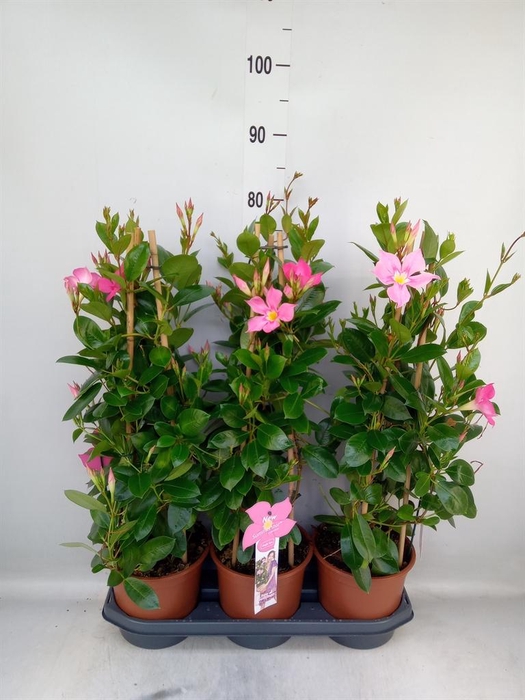 <h4>Mandevilla sand. 'Eagle Eye'</h4>