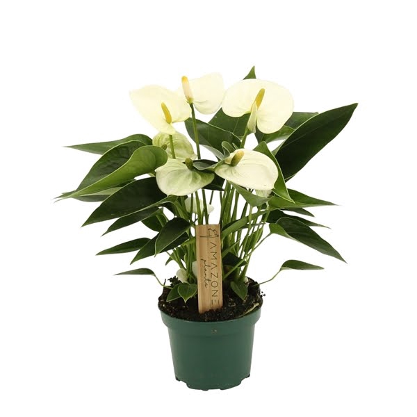 <h4>Anthurium Everest 9cm</h4>