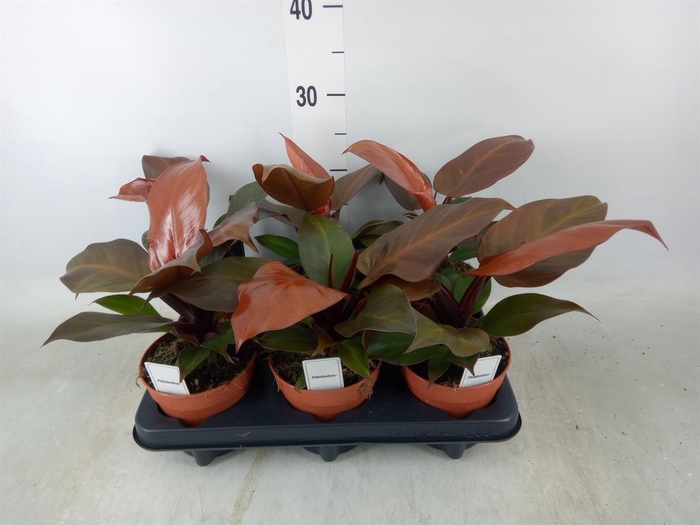 <h4>Philodendron   ...</h4>