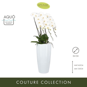 Japanse Mountain White XL 3 spike