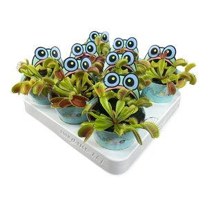 Dionaea muscipula 8,5 cm in Flybye potcover