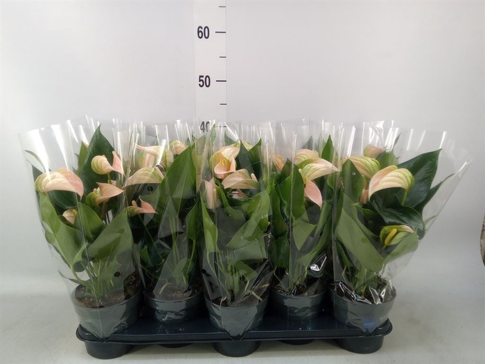 <h4>Anthurium andr. 'Joli Peach'</h4>
