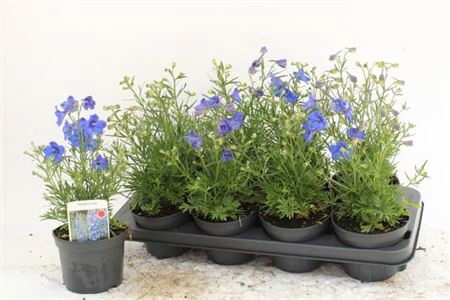 <h4>Delp Grandiflorum</h4>