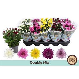 Chrysant Double Mix