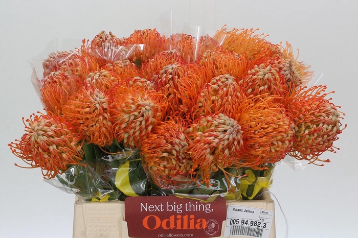 <h4>LEUCO JELENA</h4>