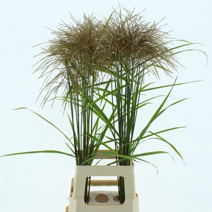 Miscanthus Gold