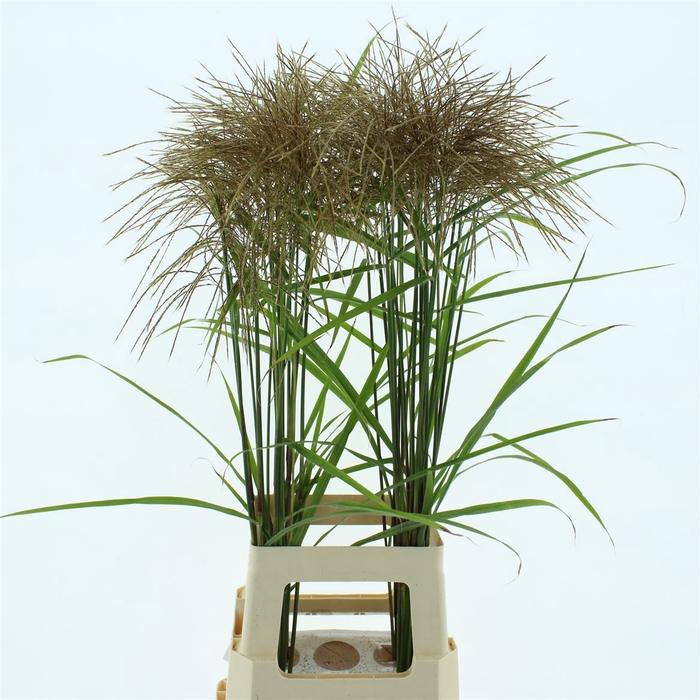 Miscanthus Nepalensis