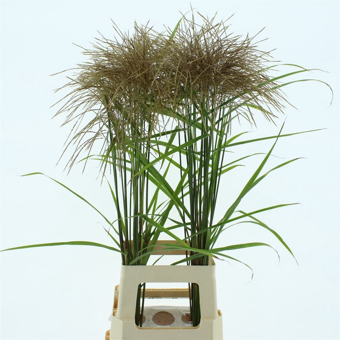 <h4>Miscanthus Gold</h4>