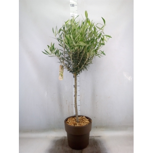 Arr.   Tuinplanten H%
