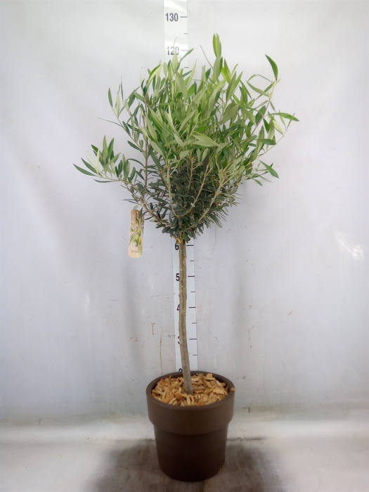 <h4>Arr.   Tuinplanten H%</h4>