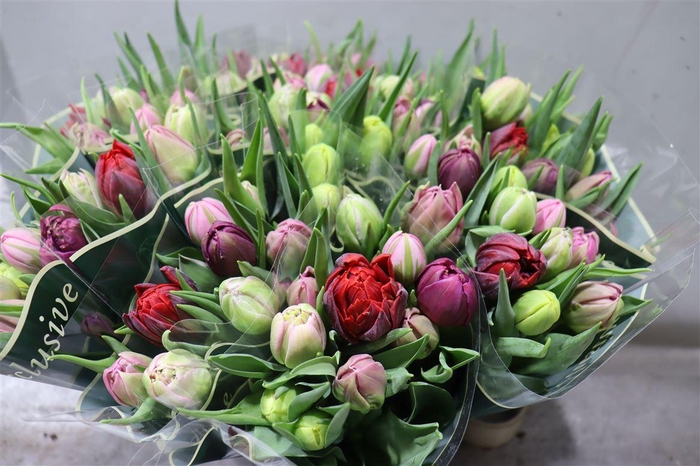 <h4>Tu Du Gemengd</h4>