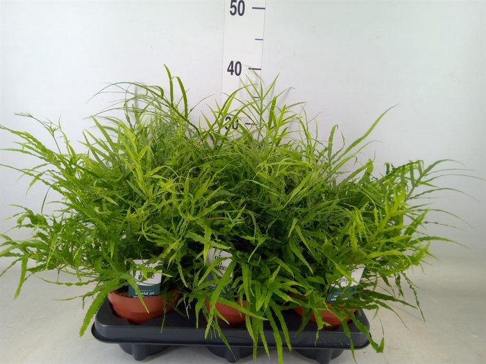 <h4>Pteris   ...</h4>