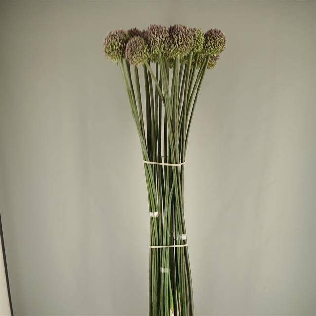 ALLIUM JOLLY GREEN GIANT