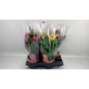 Zantedeschia   ...mix 4