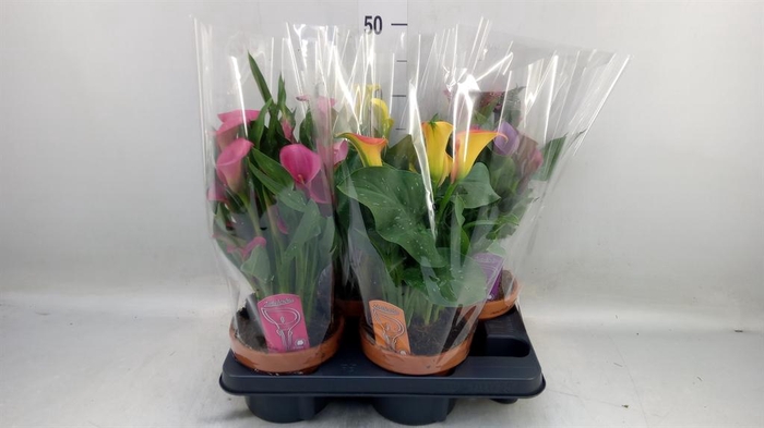 <h4>Zantedeschia   ...mix 4</h4>