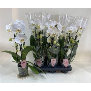 ** Phal An Glasgow 2 Branches 16+ * Spring Deal *