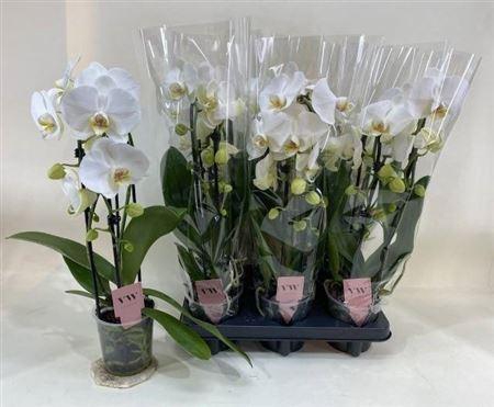 <h4>** Phal An Glasgow 2 Branches 16+ * Spring Deal *</h4>