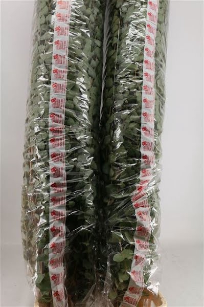 <h4>Euca Cinerea 200cm Xxl Stem</h4>