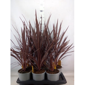 Cordyline austr. 'Red Star'