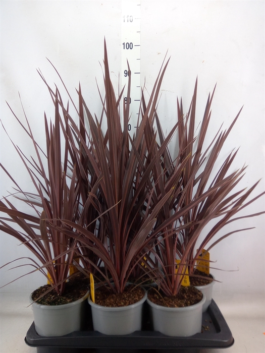 <h4>Cordyline austr. 'Red Star'</h4>