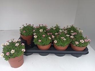 SAXIF AR ALP ROSE
