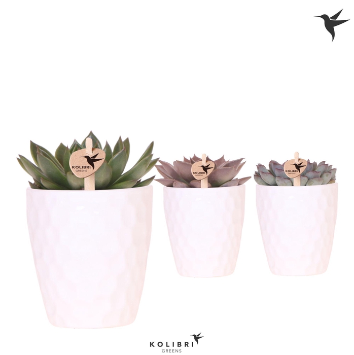 <h4>Kolibri Greens Echeveria mix in Honey pot</h4>