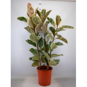 Ficus elastica 'Tineke'