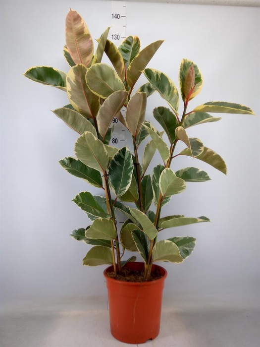 <h4>Ficus elastica 'Tineke'</h4>