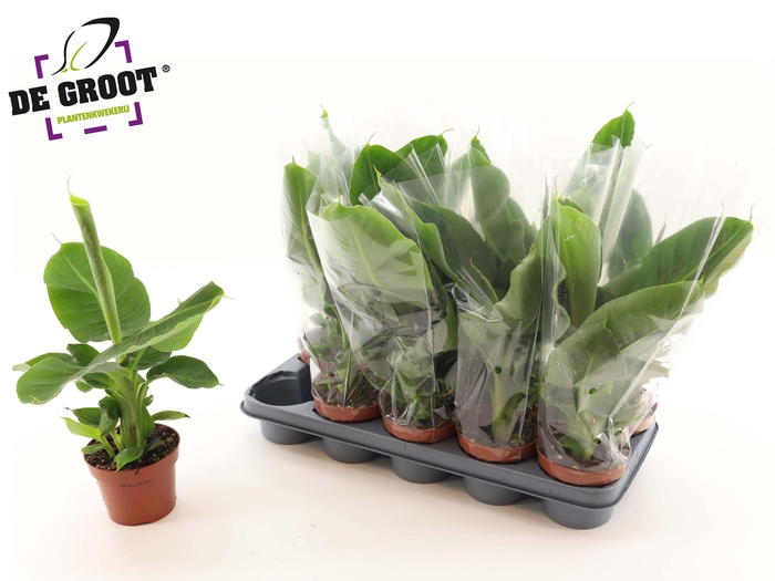 <h4>MUSA TROPICANA</h4>