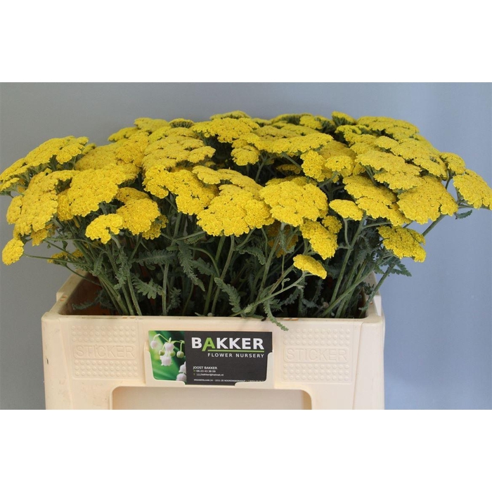 <h4>Achillea Moonshine</h4>