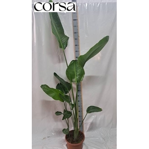 STRELITZIA NICOLAI
