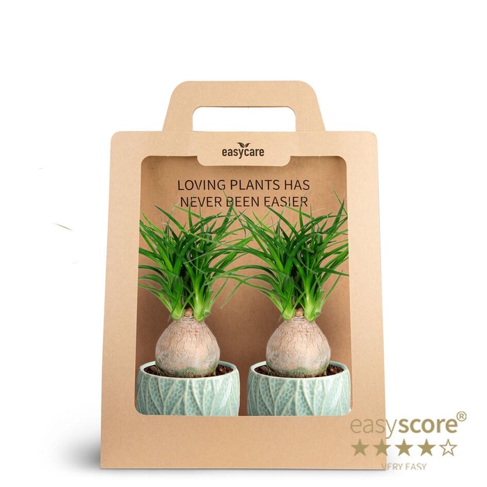 <h4>2-Pack Leaf Ocean Beaucarnea P7</h4>