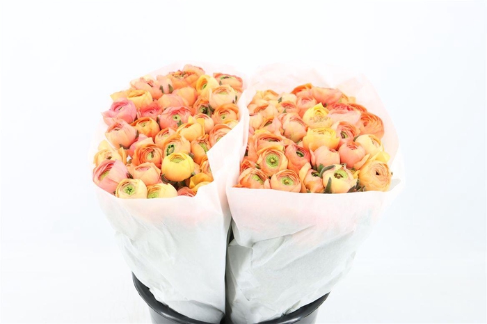 <h4>Ran Elegance Salmon</h4>