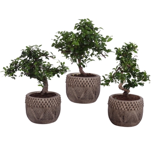 Bonsai Indoor Mix Ø12cm S-Shape in Ø 16cm Ceramic EV665