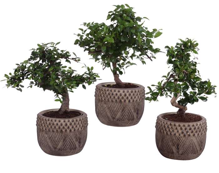 <h4>Bonsai Indoor Mix Ø12cm S-Shape in Ø 16cm Ceramic EV665</h4>