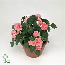 21838: Lovess arrangement