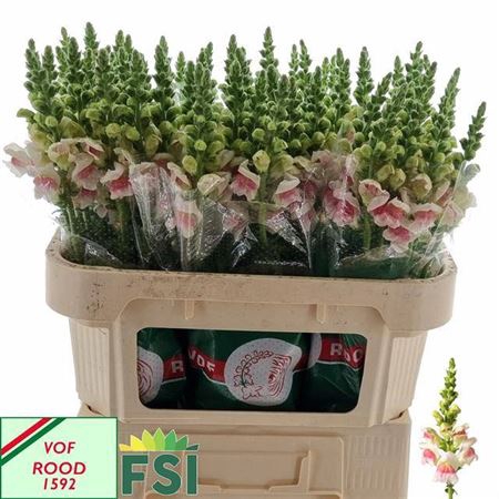 <h4>Antir Potomac Appleblossom</h4>