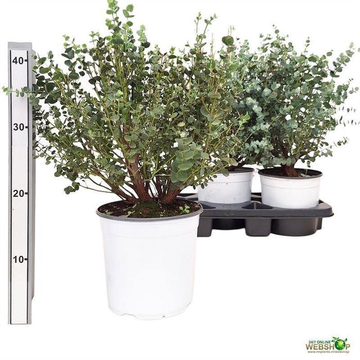 <h4>EUCAL GUNNII</h4>